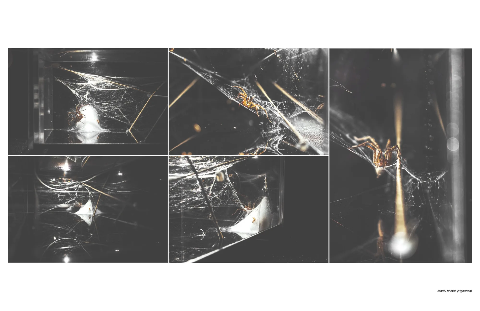 Web vignettes