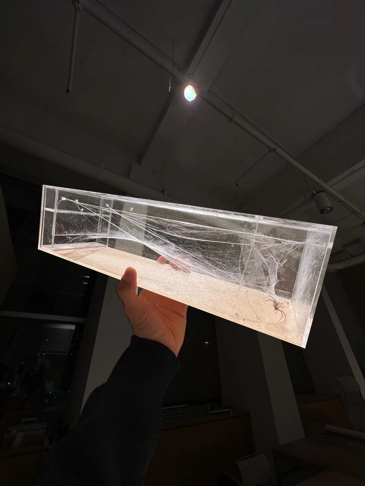 Habitat in hand, studio